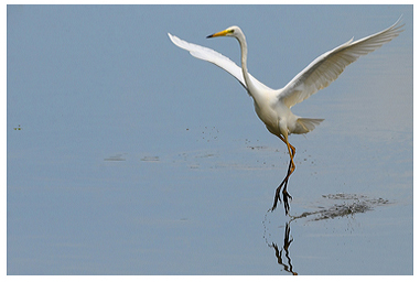 Airone bianco maggiore salta nello stagno