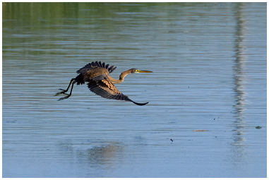 Fotografia di Airone rosso in volo