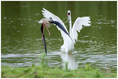 Fotografia di Cavaliere d'Italia che attacca Garzetta
