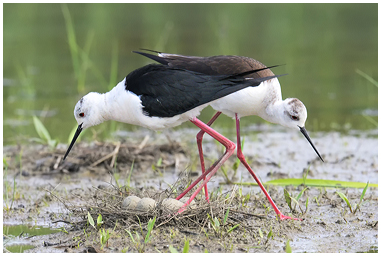 Coppia di Cavaliere d'Italia si alterna alla cova