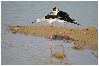 Fotografie di Cavaliere d'Italia