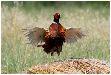 Fotografia di Fagiano comune con ali aperte
