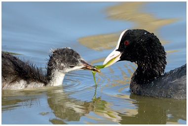 Fotografie di Folaga