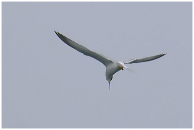 Fraticello con pesce nel becco