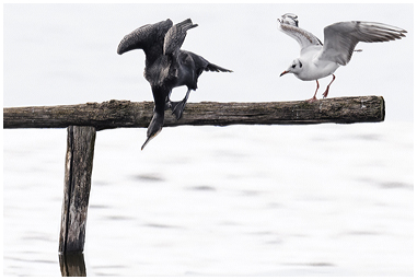 Gabbiano comune e Cormorano sul posatoio