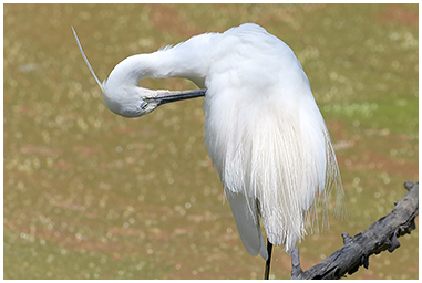 Garzetta che si pulisce le piume