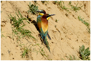 Coppia di Gruccioni costruisce il nido
