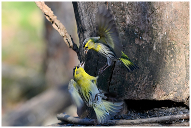 Lite per il cibo tra lucherini