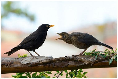 Merlo maschio nutre il suo pullo