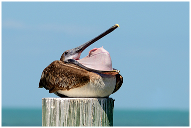 Pellicano bruno con becco aperto