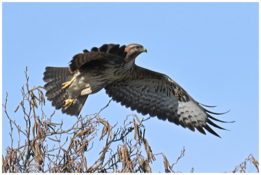 Poiana spicca il volo