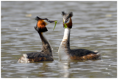Svasso maggiore, la danza del corteggiamento