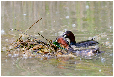 Coppia di tuffetti costruisce il nido