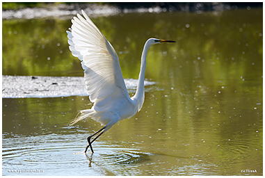 Photos of Western Great Egret