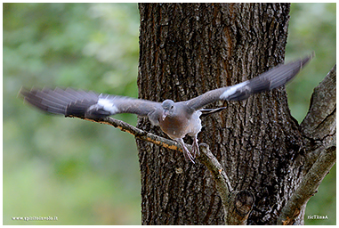 Photos of Common Wood-pigeon