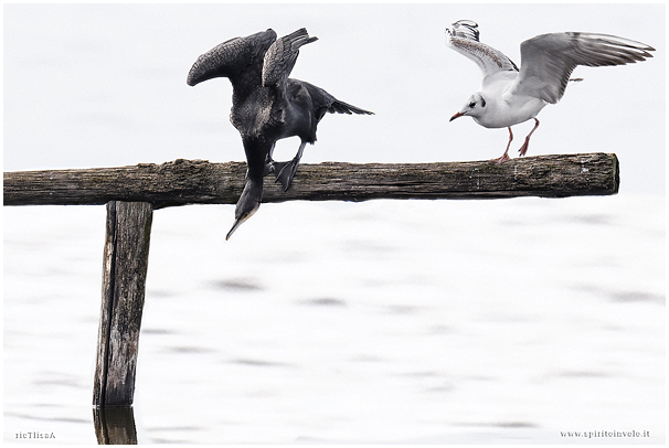 Gabbiano comune e Cormorano sul posatoio