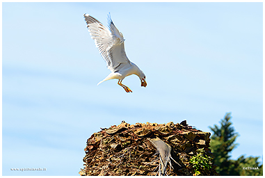 Fotografia di Gabbiano Reale Mediterraneo che porta cibo al nido