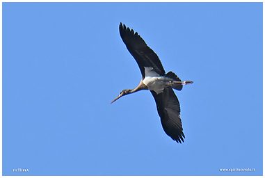 Cicogna nera in volo