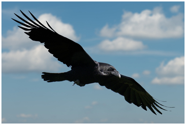 Corvo imperiale in volo con ali aperte