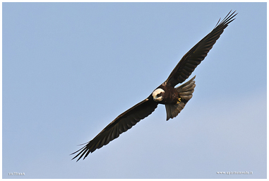 Falco di palude volteggia nel cielo