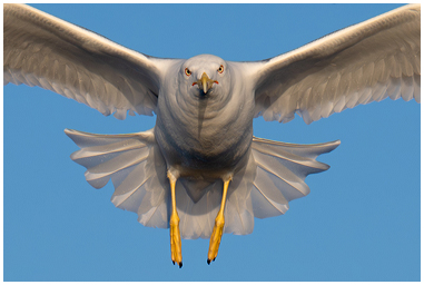 Adulto di Gabbiano Reale mediterraneo visto di fronte