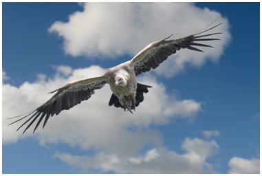 Grifone in volo