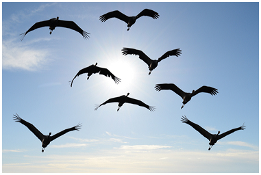 Stormo di gru controsole