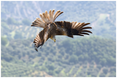 Nibbio reale in volo