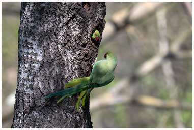 Coppia di Parrocchetti dal collare