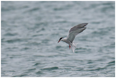 Sterna comune in volo sul mare