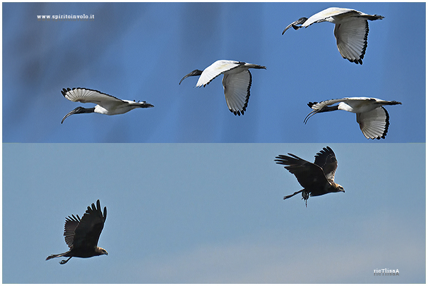 Raccolta di fotografie di uccelli in volo