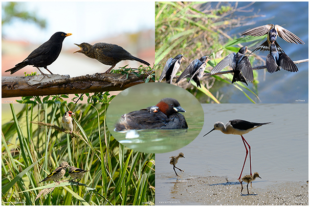 Raccolta di fotografie di uccelli adulti e giovani