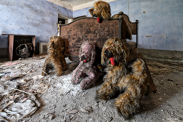 Cani di peluche seduti per terra